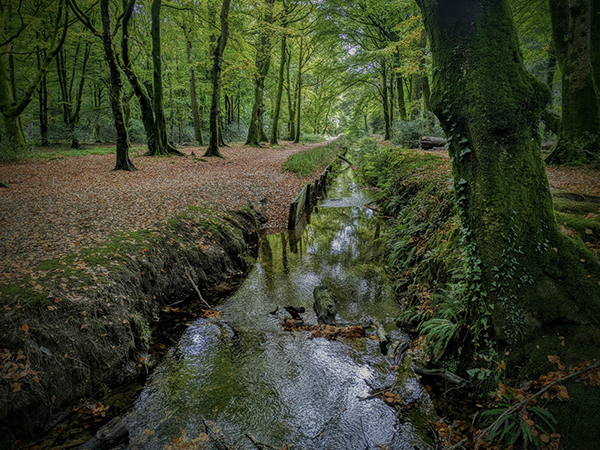 2 FOREST STREAM - GWYNANT PIERCE
