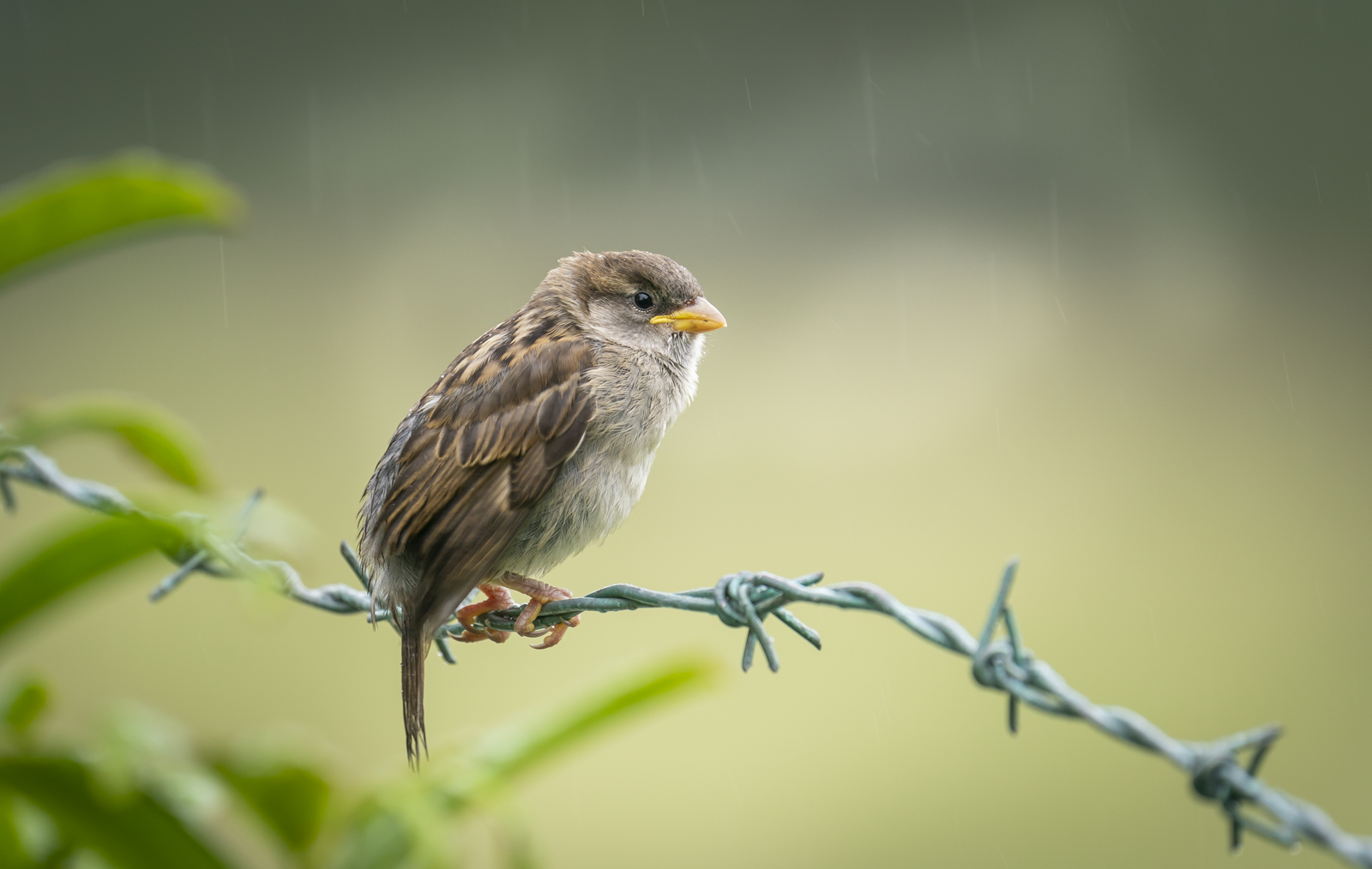 2�House Sparrow Fledgling - Andy Teasdale