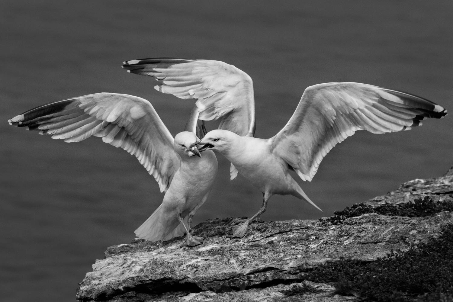 HC Beak Quiet - Gwynant Pierce