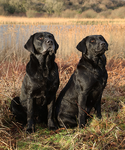 C - Harry Williams - Working Partners