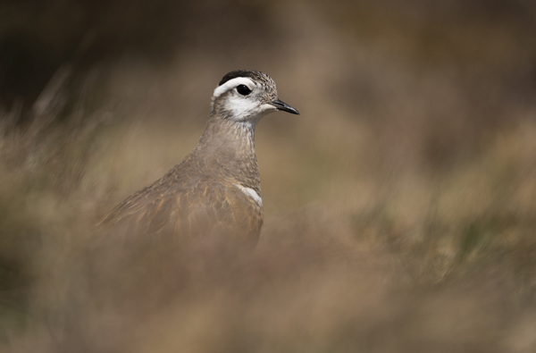 Dotterel__