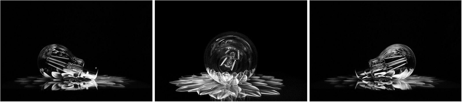 Flowering Bulb - Michelle Barker