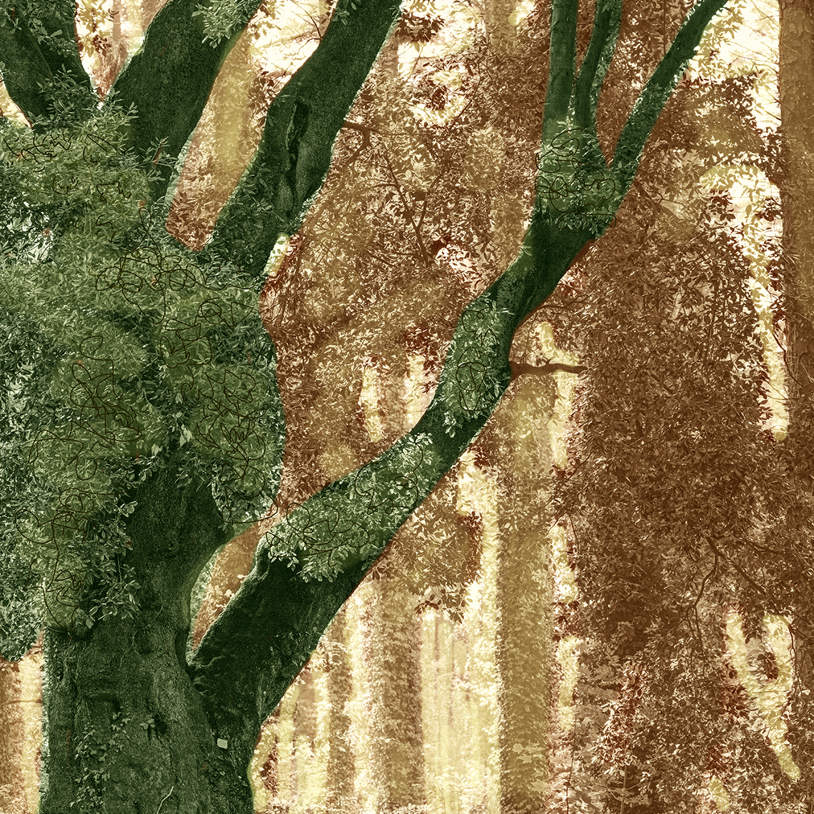 HC - Sheila Jones - Forest Giant