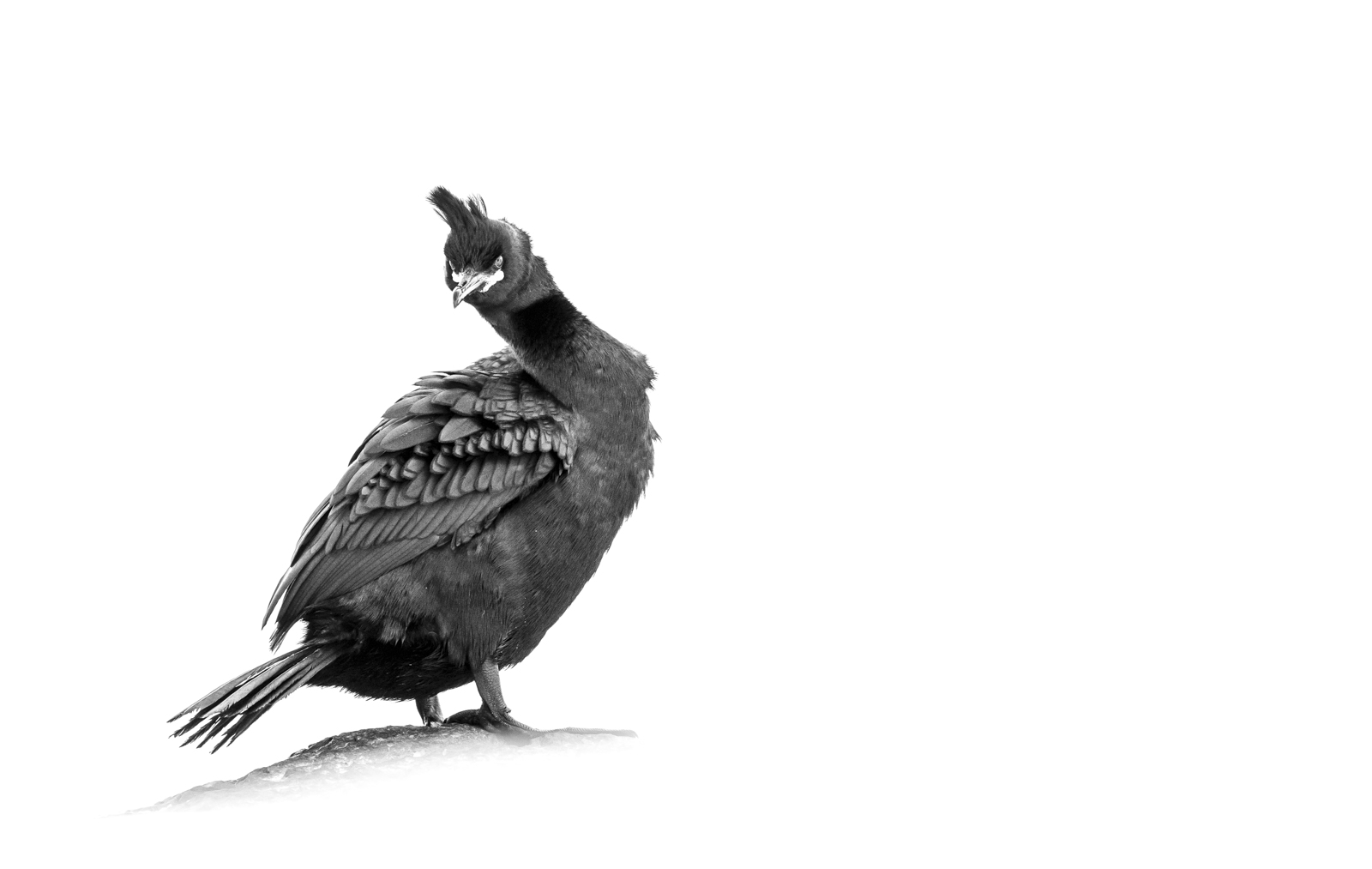 HC Shag - Andy Teasdale