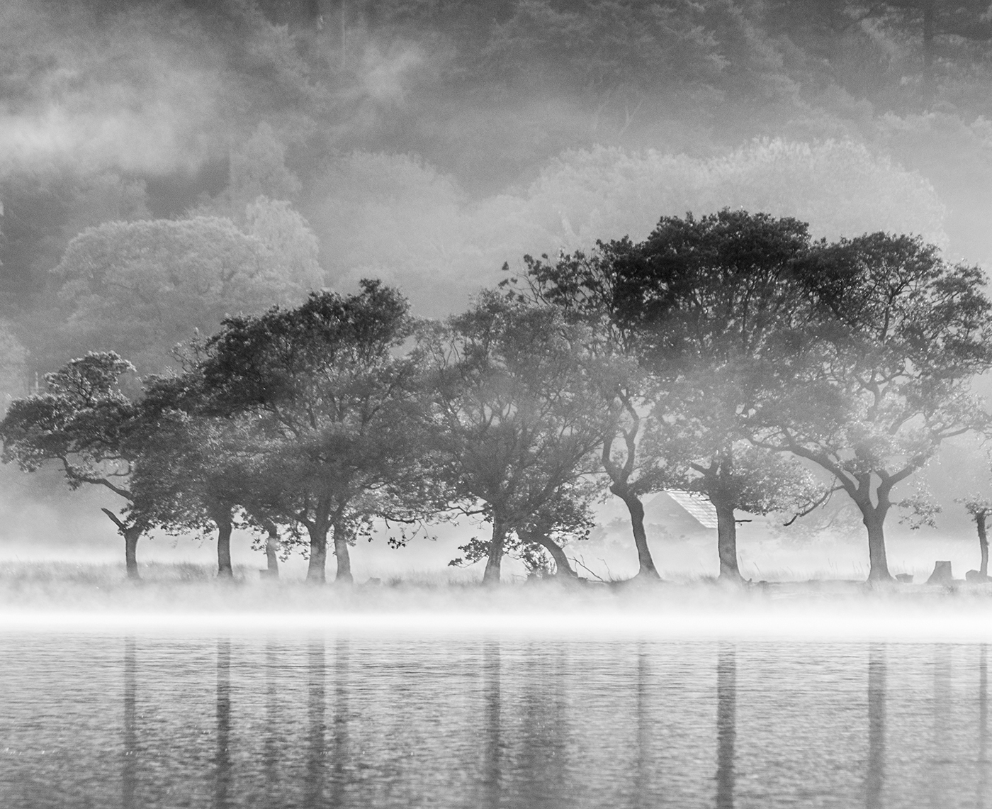 HC Trees in the mist - David Evans