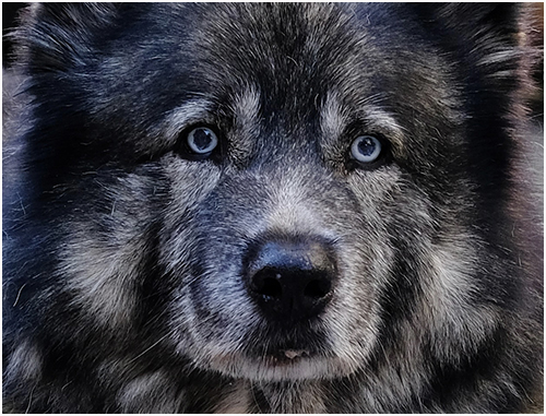 HC  Hair of the Dog - Brian Williams