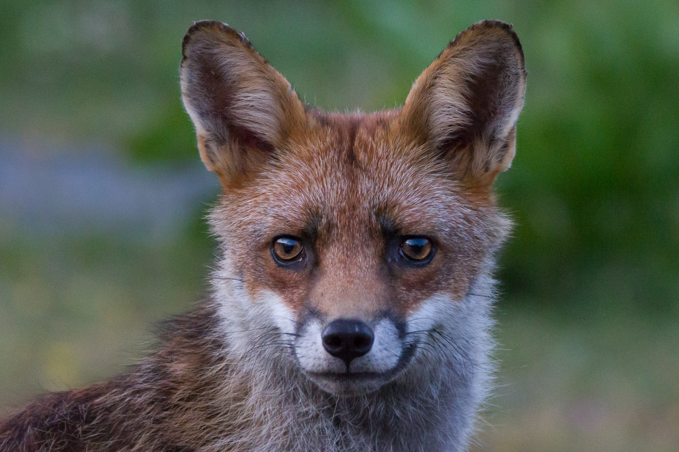 Vulpes Vulpes - Gwynant Pierce