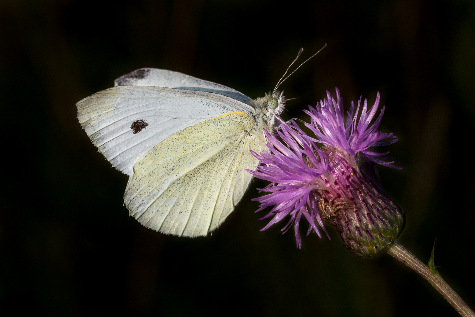 C Large White - Gwynant Pierce